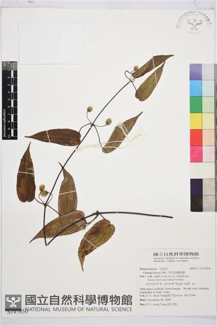 亨利氏鐵線蓮藏品圖，第1張