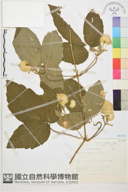 Accession Number:S072050 Collection Image