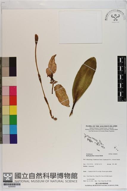 登錄號:S200050藏品圖，第1張