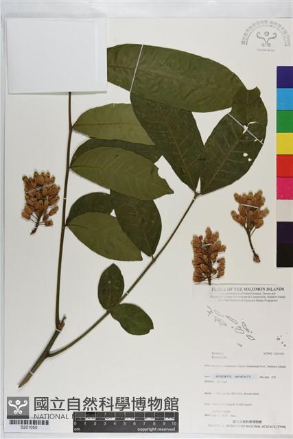 登錄號:S201050藏品圖，第1張