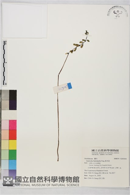 夏赤箭藏品圖，第1張