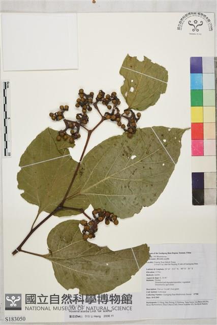 拐棗、枳椇藏品圖，第1張