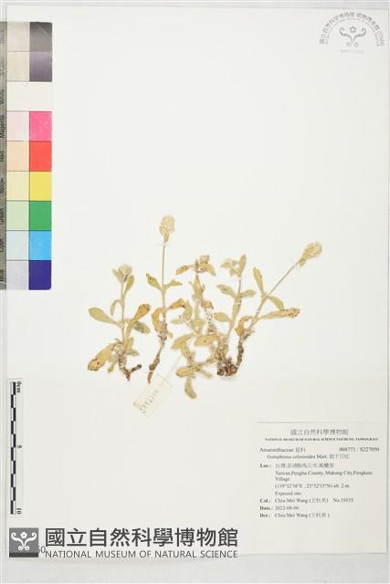 假千日紅藏品圖，第1張