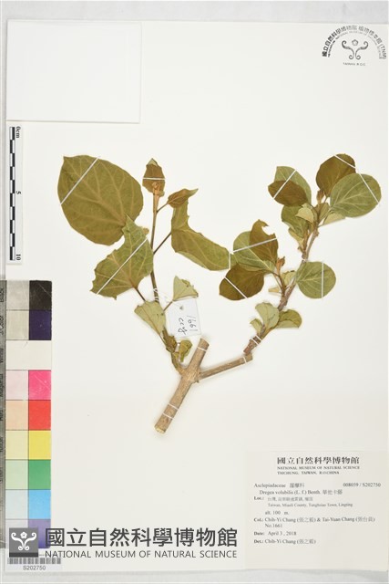 華他卡藤藏品圖，第1張