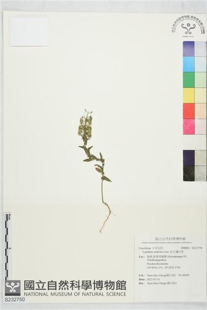 柱毛獨行菜藏品圖，第1張