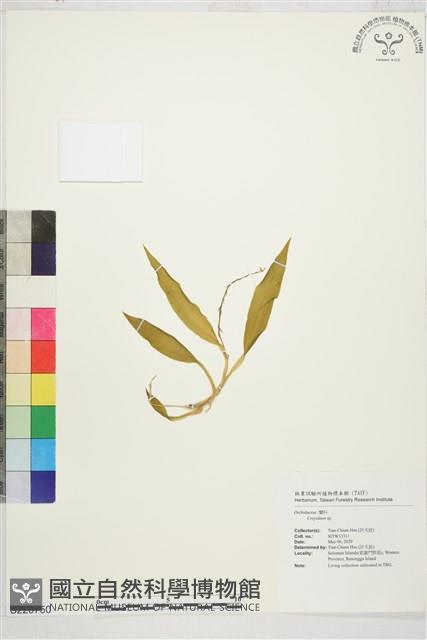 登錄號:S220750藏品圖，第1張