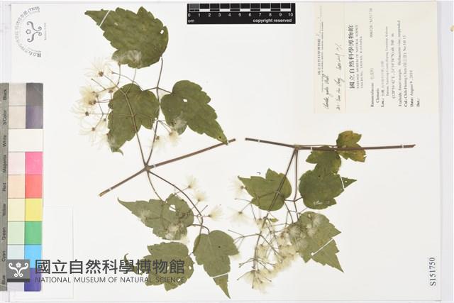 串鼻龍藏品圖，第1張