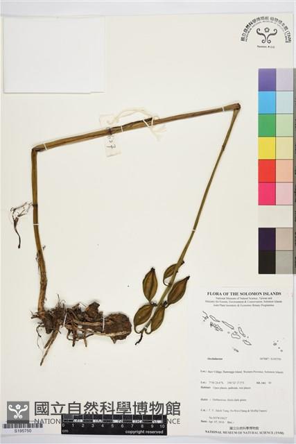 登錄號:S195750藏品圖，第1張