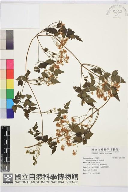 串鼻龍藏品圖，第1張