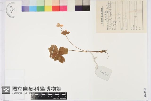 登錄號:S143750藏品圖，第1張