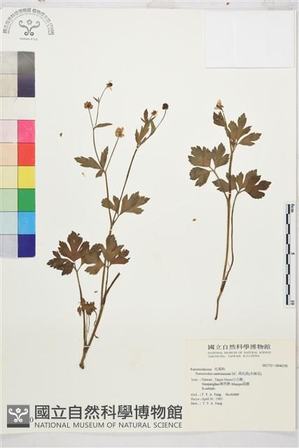 水辣菜、禺毛茛藏品圖，第1張