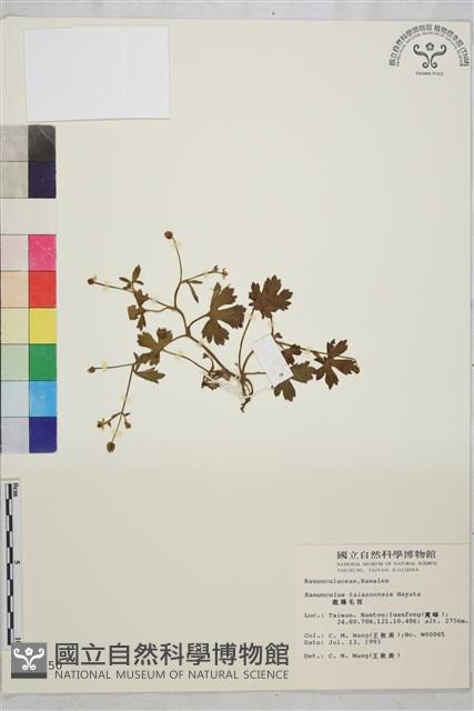 鹿場毛茛藏品圖，第1張