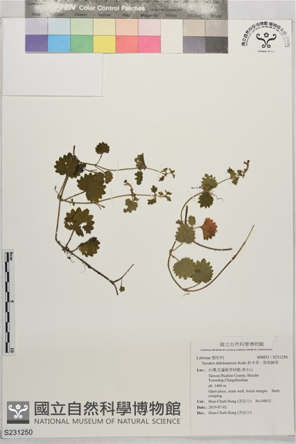 鈴木草、假馬蹄草藏品圖，第1張