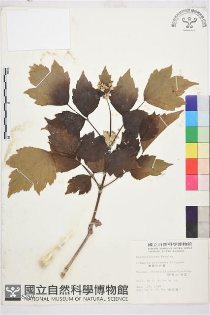 台灣牡丹藤、台灣草牡丹藏品圖，第2張