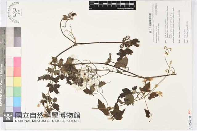 Accession Number:S224250 Collection Image