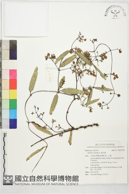 雞屎藤藏品圖，第1張