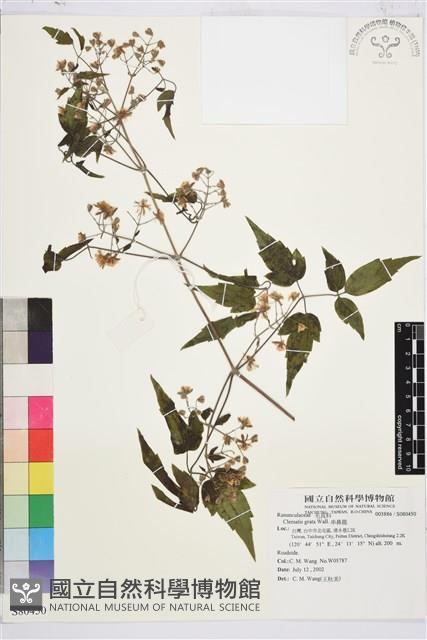 串鼻龍藏品圖，第1張