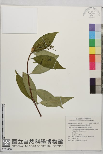 華八仙藏品圖，第1張