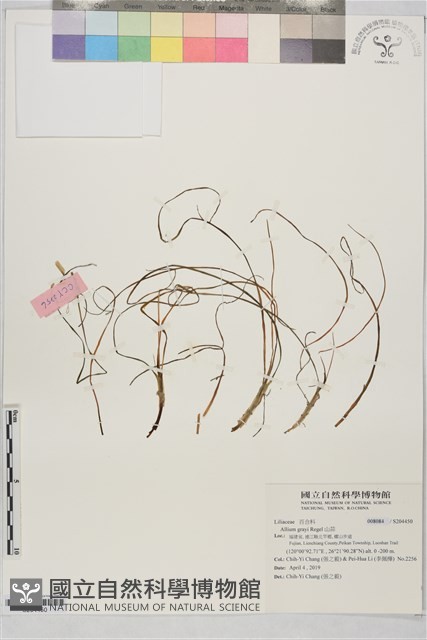 山蒜藏品圖，第1張