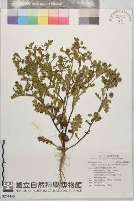 線球菊、田基黃藏品圖，第1張