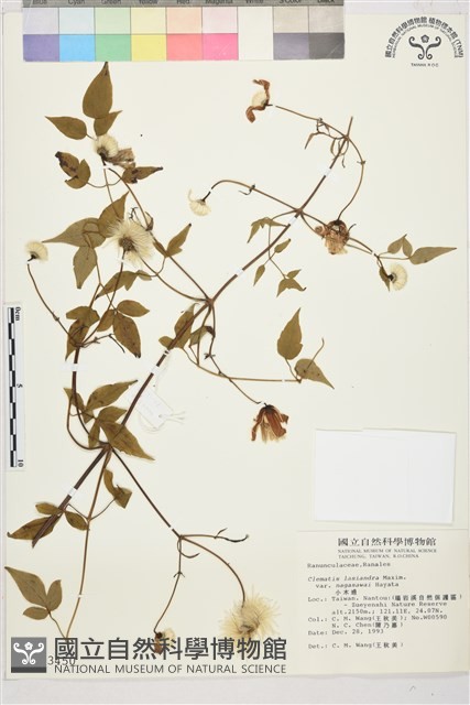 小木通藏品圖，第1張