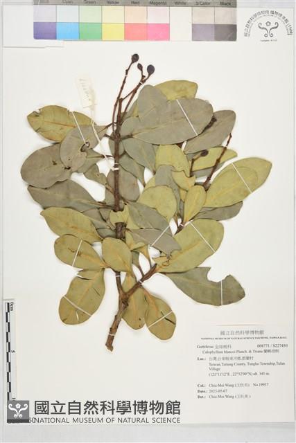 蘭嶼胡桐藏品圖，第1張