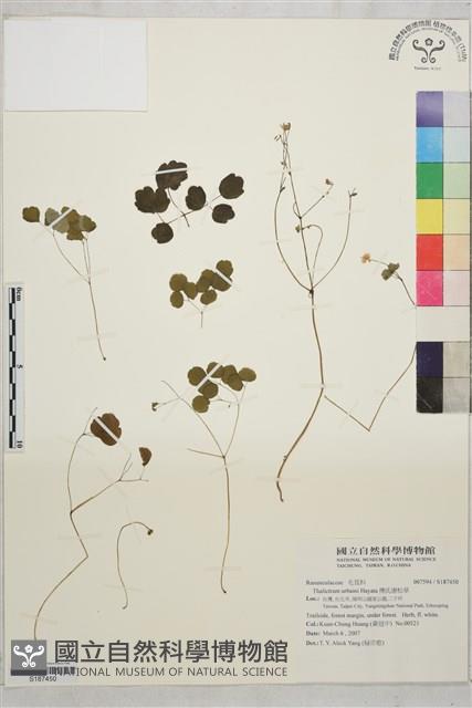 傅氏唐松草藏品圖，第1張