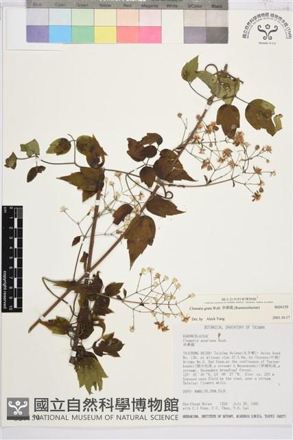 串鼻龍藏品圖，第1張