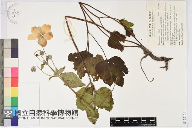 打破碗花花藏品圖，第1張