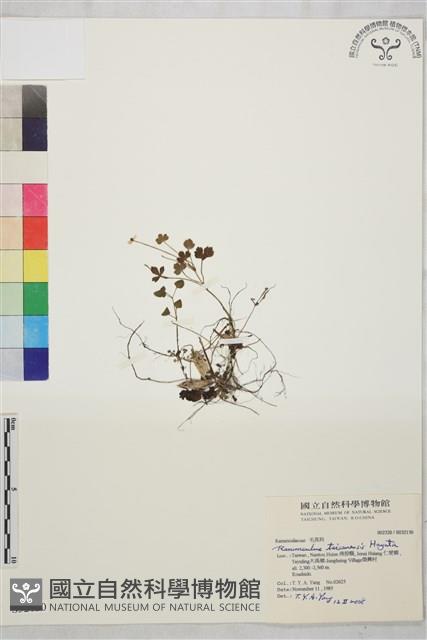 鹿場毛茛藏品圖，第1張