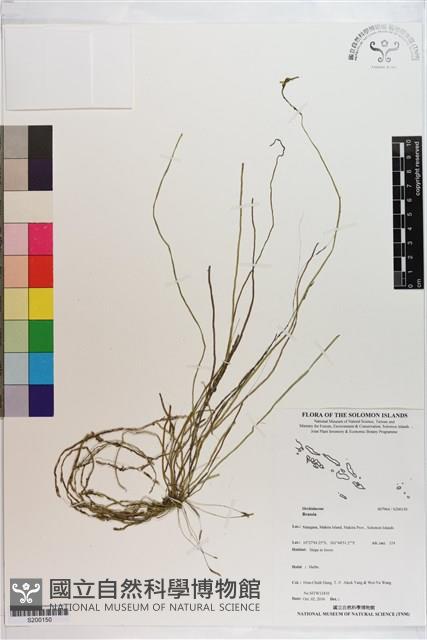 登錄號:S200150藏品圖，第1張