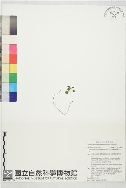 山桔梗藏品圖，第1張