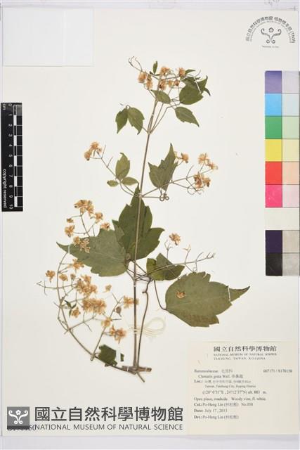 串鼻龍藏品圖，第1張