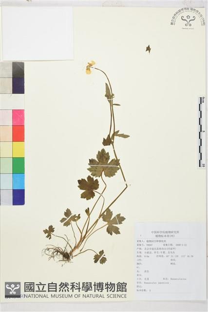 毛茛藏品圖，第1張