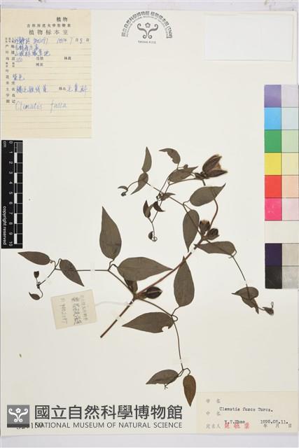 褐毛鐵線蓮藏品圖，第1張