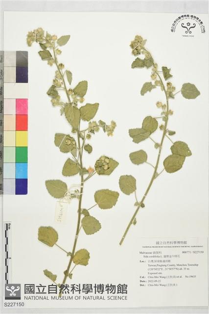 圓葉金午時花藏品圖，第1張