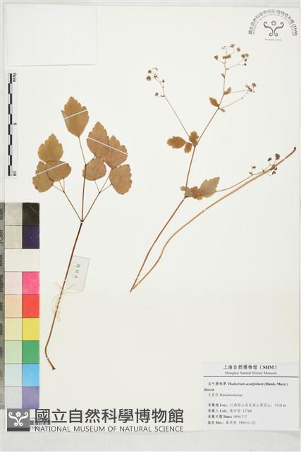 尖葉唐松草藏品圖，第1張