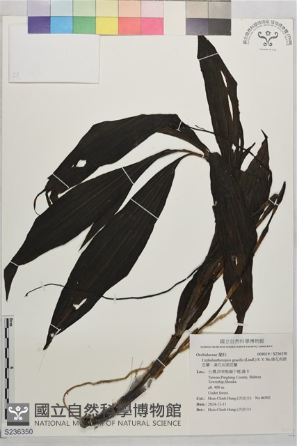 綠花肖頭蕊蘭、黃花肖頭蕊蘭藏品圖，第1張