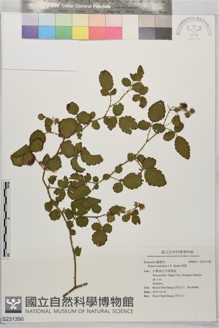 刺莓藏品圖，第1張