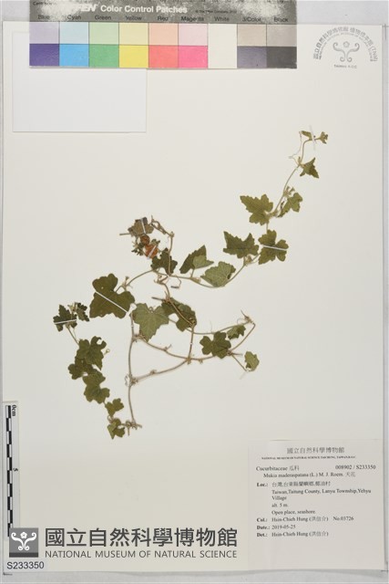 天花藏品圖，第1張