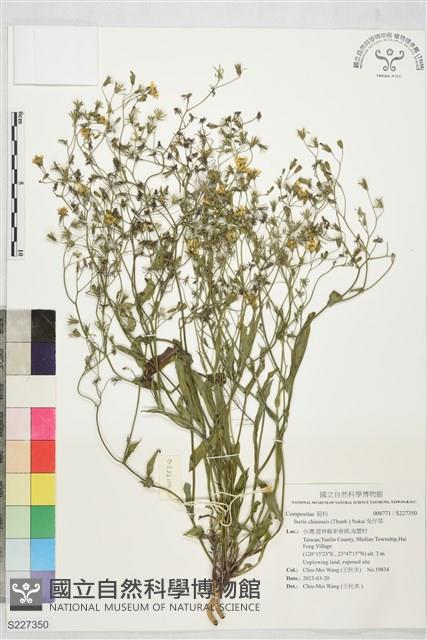 兔仔菜藏品圖，第1張