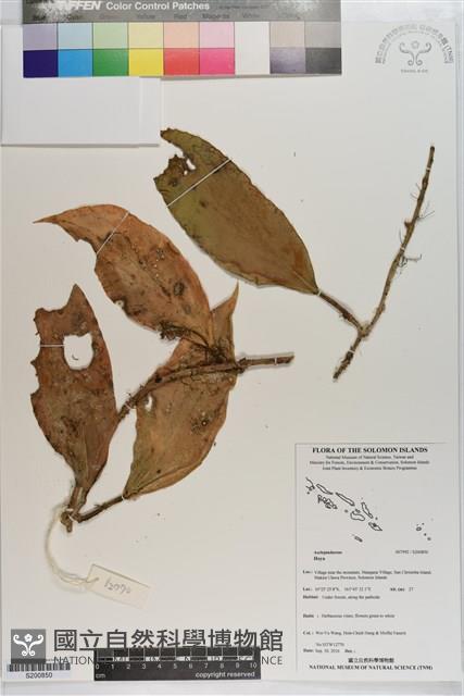 登錄號:S200850藏品圖，第1張