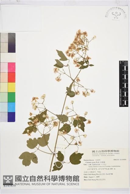 串鼻龍藏品圖，第1張