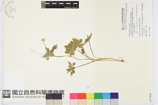 匍枝銀蓮花藏品圖，第1張