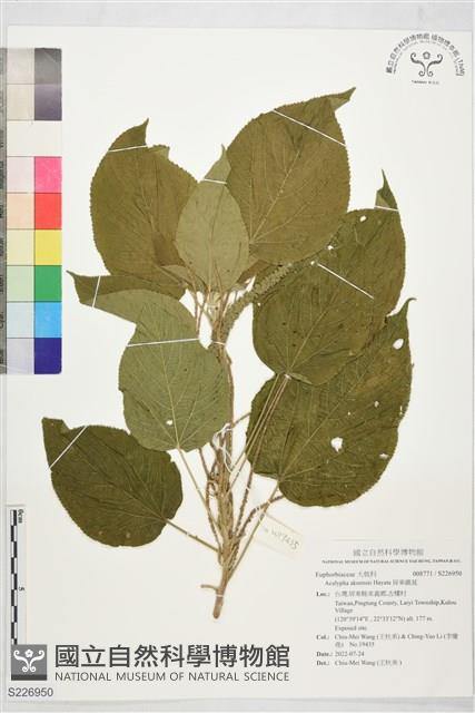 屏東鐵莧藏品圖，第1張