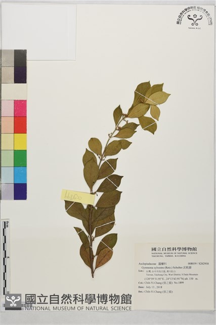 武靴藤藏品圖，第1張