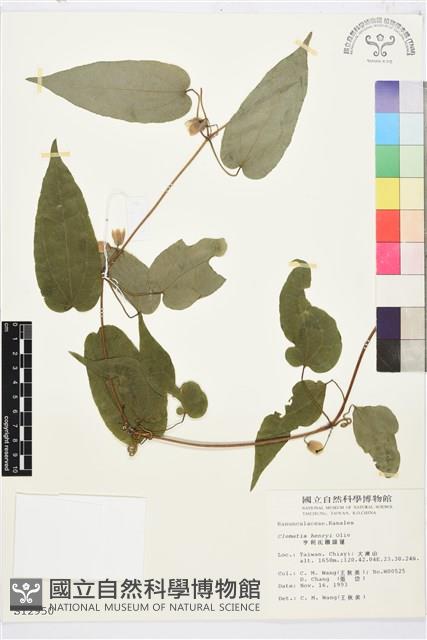 亨利氏鐵線蓮藏品圖，第2張