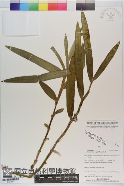 登錄號:S200950藏品圖，第1張