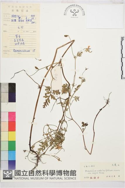 大花還藏品圖，第1張