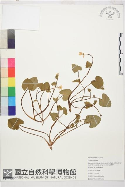 登錄號:S174950藏品圖，第1張